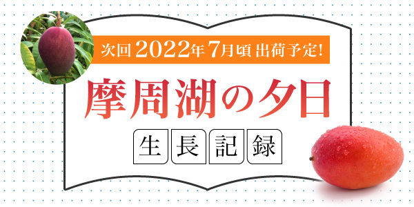 「摩周湖の夕日」生長記録